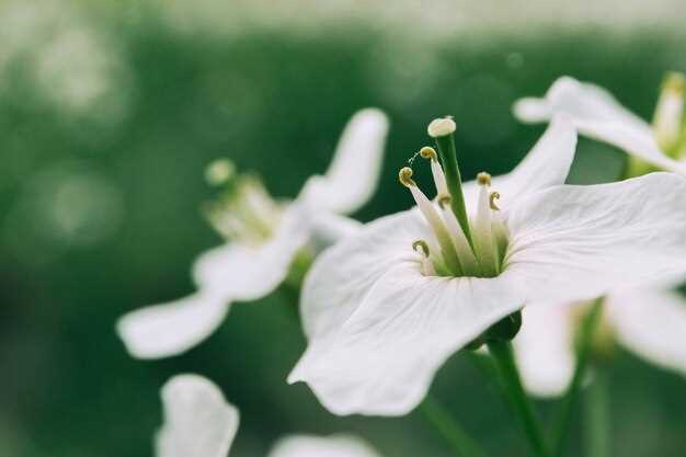 1. 花园中的点缀